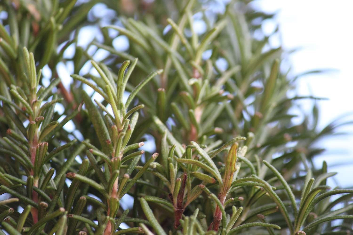 Rosemary Magic Spell